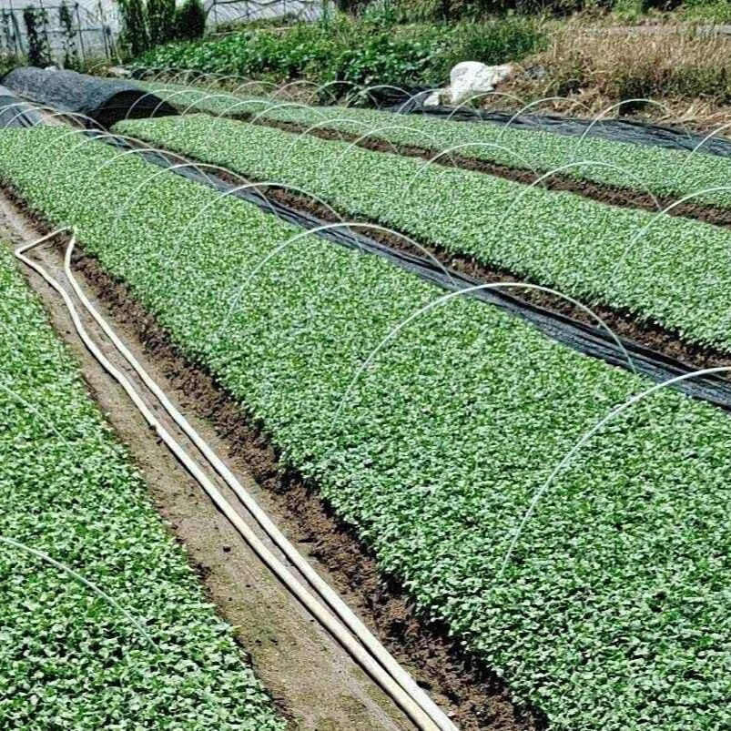 农用小拱棚拱杆支架花卉育苗保温棚菜棚玻璃纤维支架玻璃钢弹力棒 20