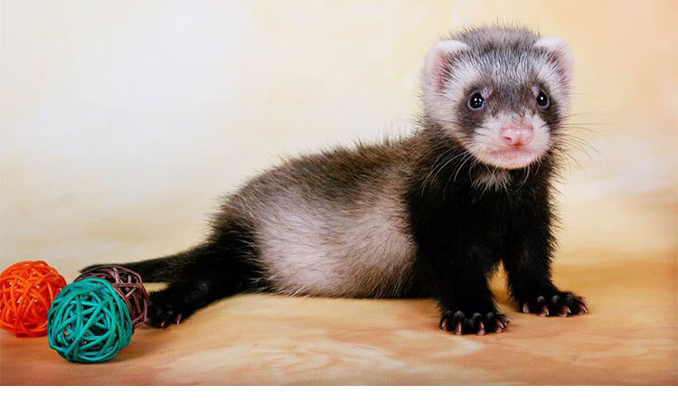 宠物雪貂安格鲁貂宝宝玛雪儿宠物雪貂幼崽包活到家 欧洲熊猫【图片