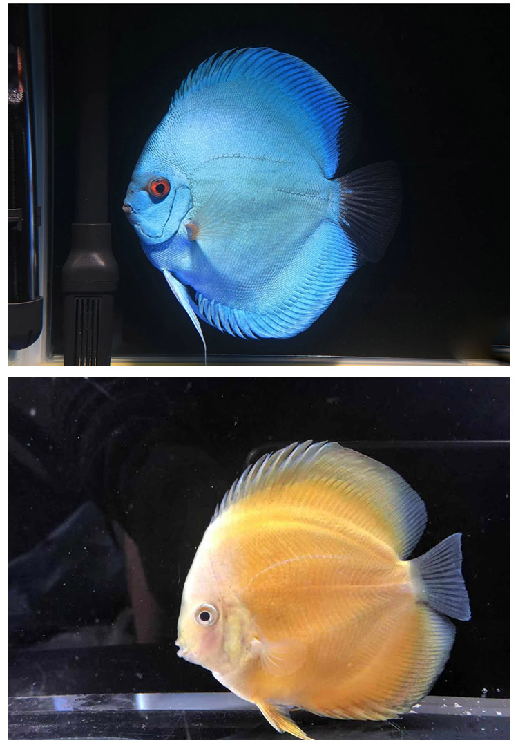 族萃七彩神仙鱼观赏鱼热带鱼中小型燕鱼财神鸽子活体淡水鱼苗好养酒