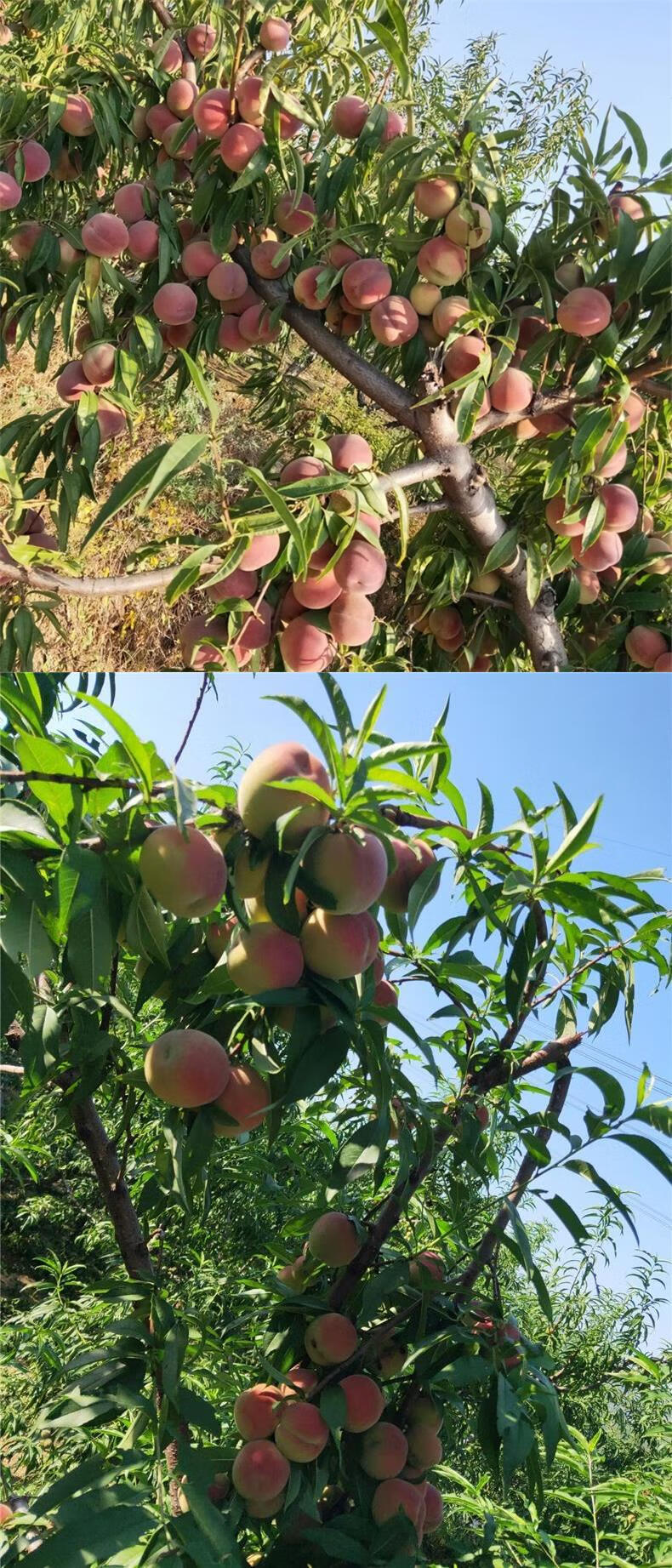 沂蒙山新鲜冬雪蜜桃小冬桃小毛桃脆甜离核青州蜜应季水果5斤 精选装