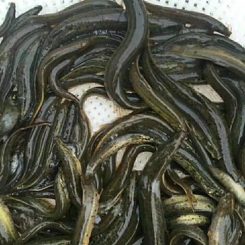 安徽霍邱农村田沟自然生长土泥鳅干去内脏太阳晒干1斤