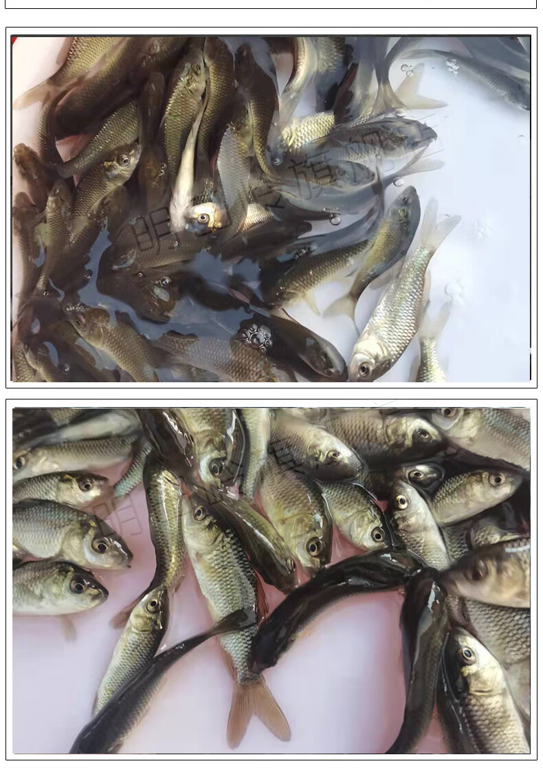 麦基乐大尺寸淡水养殖丰产鲤鱼鱼苗禾花鱼鲤鱼苗稻田鱼苗黄河荷包鲤