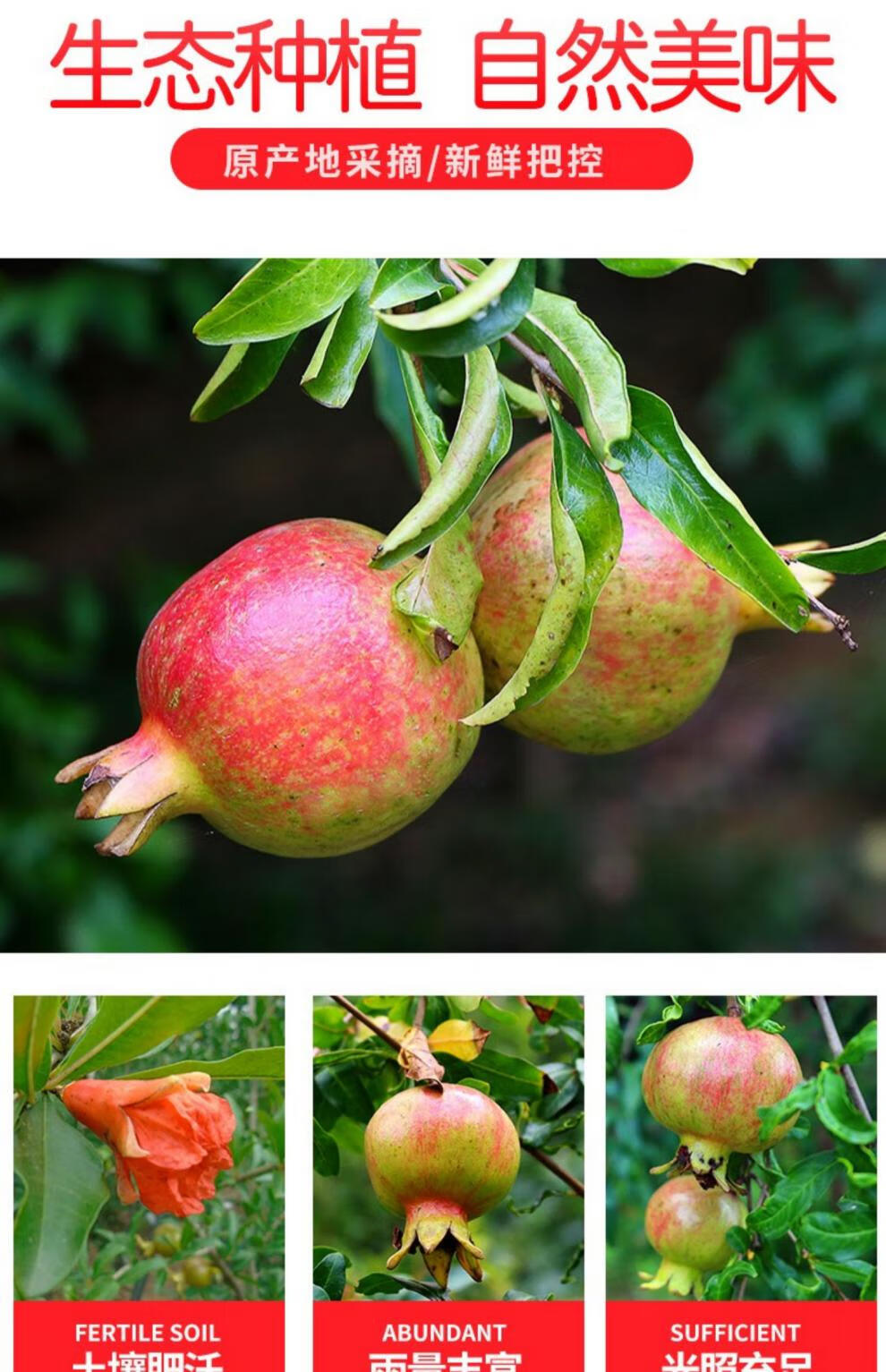 千朵云 会理突尼斯软籽石榴新鲜水果甜石榴现摘红番石榴 【精选果王】