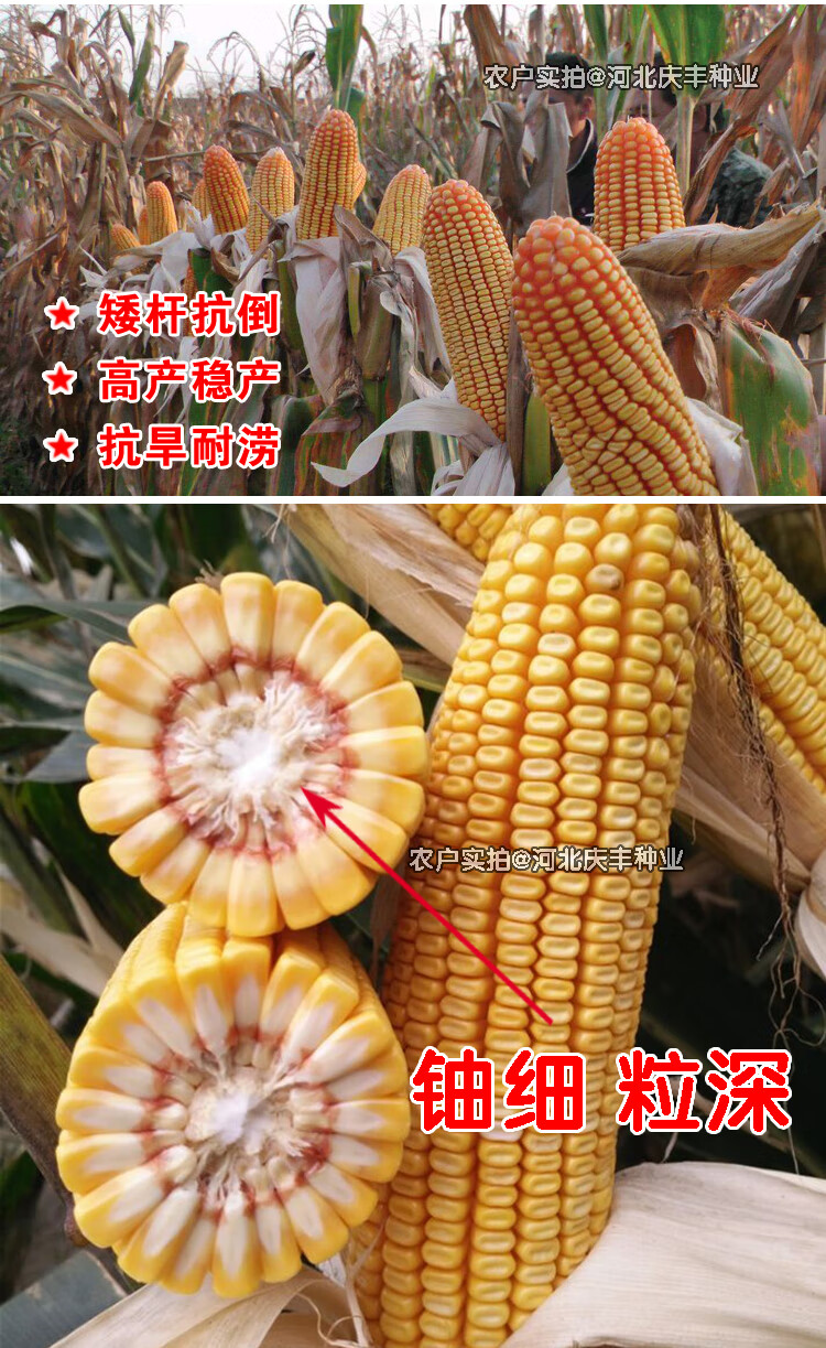 耐高温 高产大穗抗病国审玉米 美品688/4000粒【就是好】 范伟老师