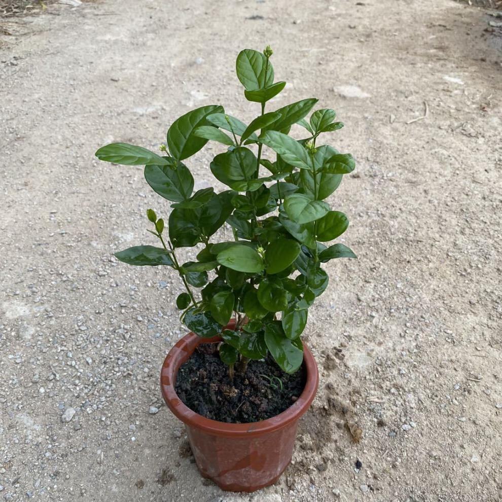 宝珠茉莉圆叶宝珠茉莉花盆栽芳香茉莉花重瓣大花虎头茉莉花橙色