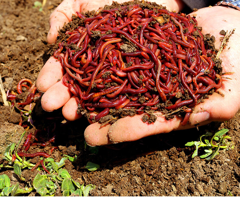 蚯蚓活饵鲜活红虫垂钓鱼饵料鲫鱼鲤鱼野钓黑坑鱼料打窝料鱼食通杀蚯蚓