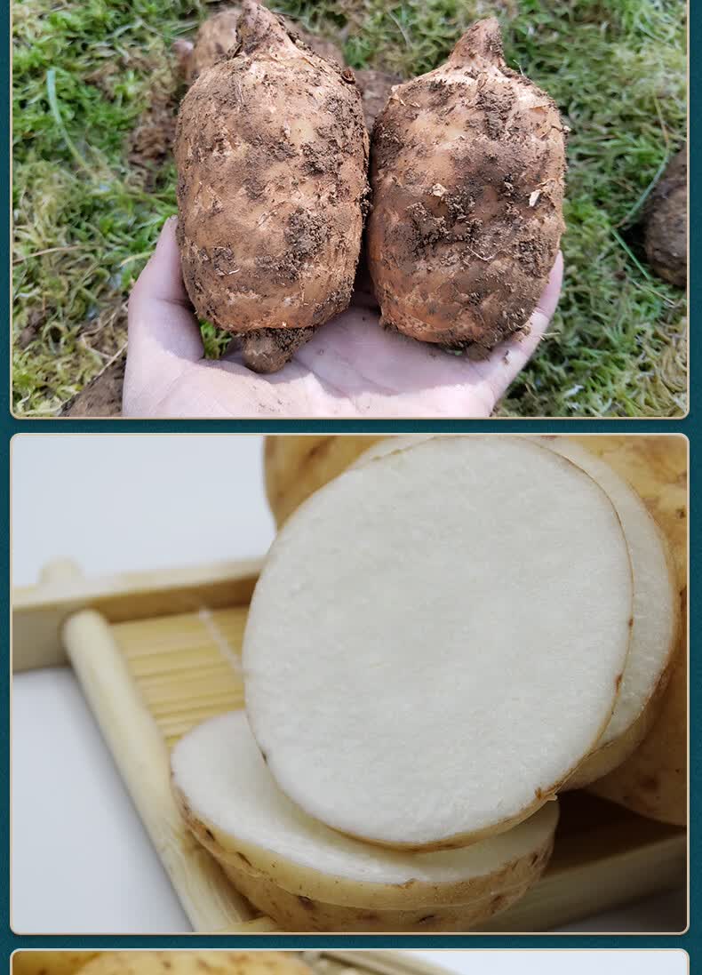 云南昭通新鲜天麻小草坝2斤现挖生天麻活当季大天麻复原环境2斤17个