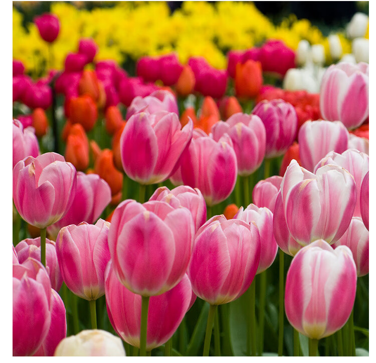 播种心情 荷兰进口郁金香种球大球四季易种好养耐寒室内外阳台桌面