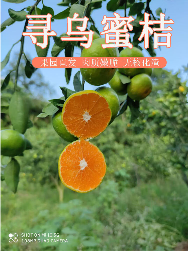 赣南寻乌蜜桔商品(寻乌蜜桔和南丰蜜桔哪个好)