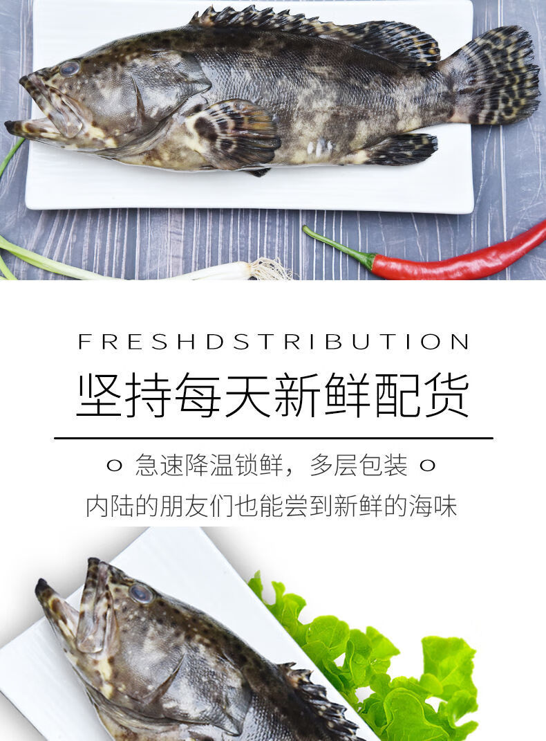 大龙胆石斑鱼13斤一条海鲜水产鲜活深海海鱼新鲜龙趸