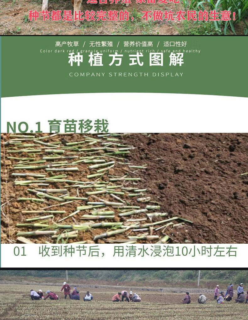 新型无毛甜象草3号皇竹草巨菌草种节种子耐寒牛羊猪高产牧草广西巨