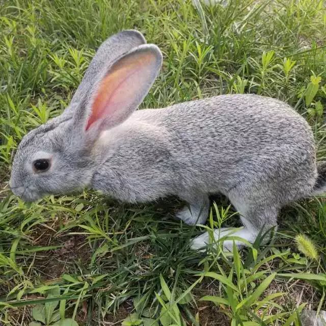 兔腿 兔后腿 兔子腿 新鲜兔腿 新鲜兔肉手撕兔冷吃兔 1.