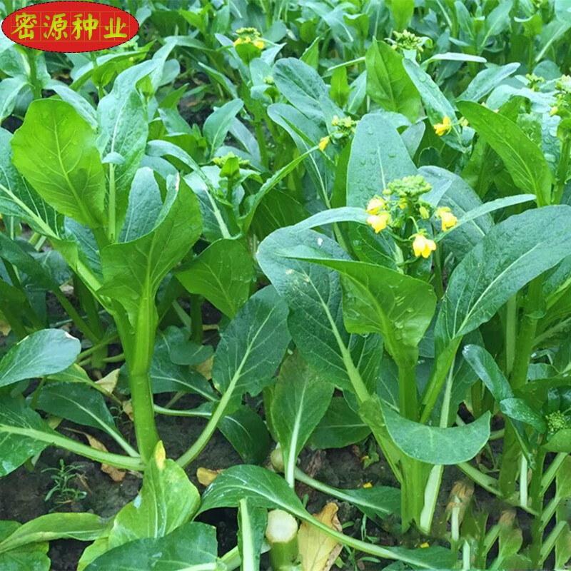 60天甜菜心种子四季春夏秋冬季广东四九菜心青菜种籽盆栽蔬菜种孑 农