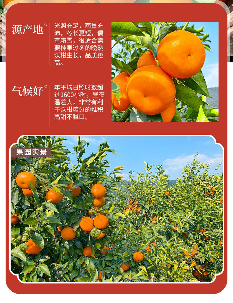沃柑广西武鸣新鲜沃柑新鲜水果超甜桔子整箱批发生鲜爆甜沃柑精选装5