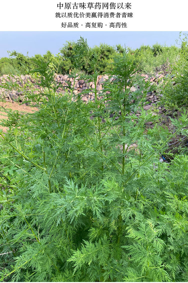 黄蒿青蒿中材青蒿新鲜青蒿草细叶青蒿叶黄花蒿香蒿臭蒿现采现发净重