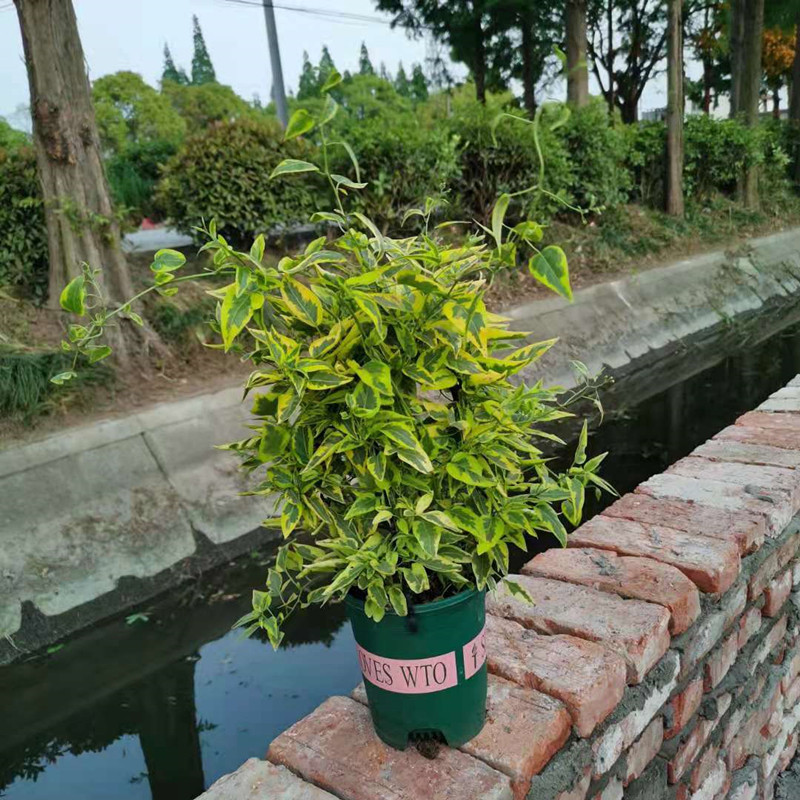 姜芮奇花金葉懸星藤花葉盆栽庭院陽臺爬藤植物耐寒耐熱藤本 懸心藤帶