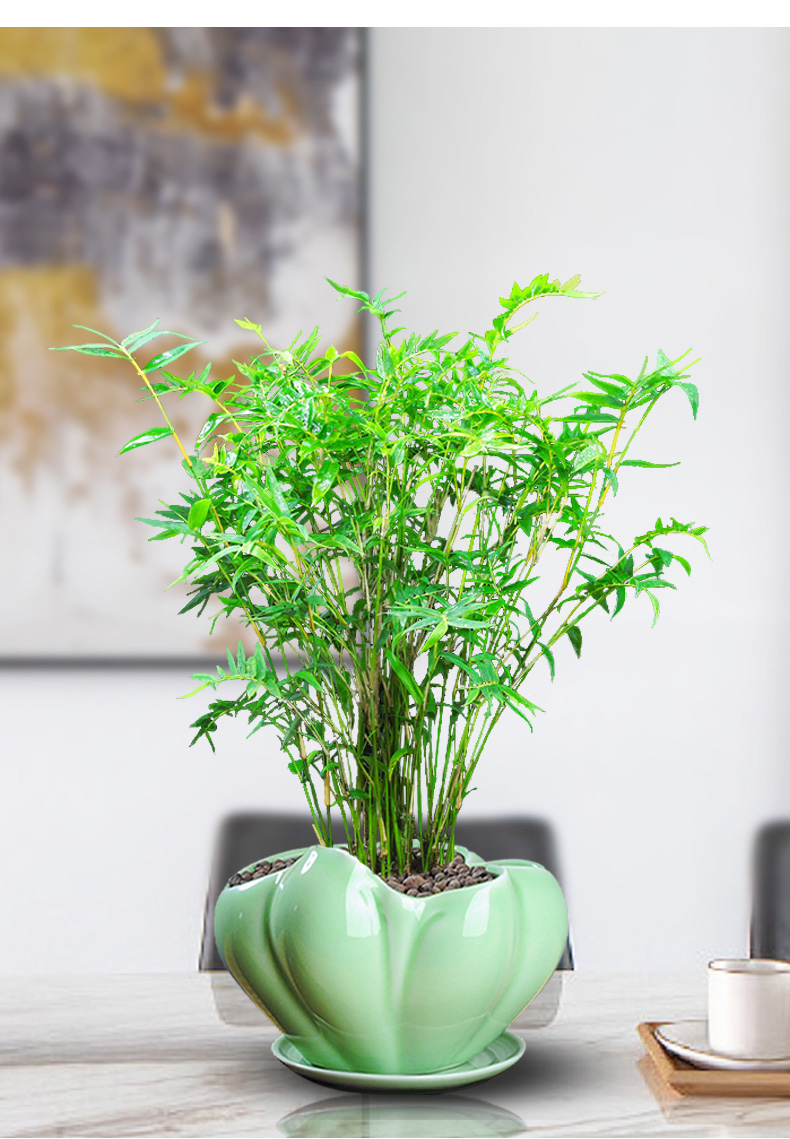 米竹盆栽植物室内凤尾竹盆景节节高竹子好养客厅易活绿植t10 米竹不含