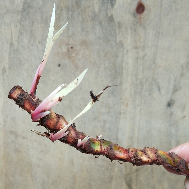 贵州三奈嫩芽根山奈五香草根 茴香菖蒲 随手香盆景盆栽根芽 茴香菖蒲