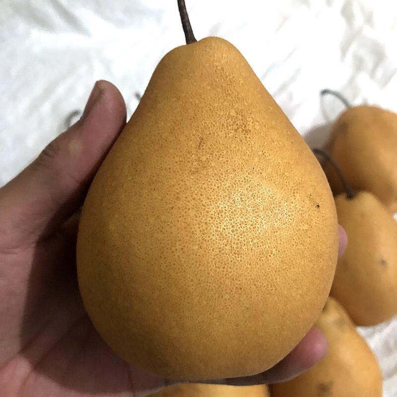甘肃冬果梨当季冬果雪梨新鲜梨子冰糖雪梨冬果梨更甜 5斤大果【图片