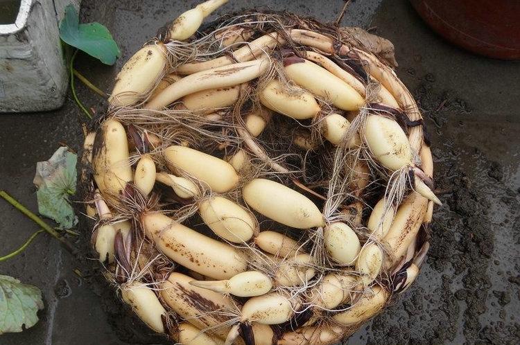 莲藕种苗高产食用莲藕种苗南斯拉夫雪莲藕荷花莲花种子深浅水藕种根苗