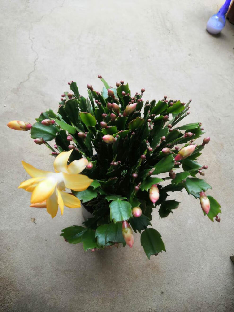 黄色蟹爪兰黄金蟹爪兰带花苞盆栽金媚索菲亚品种 爆米花 大盆12颗 不