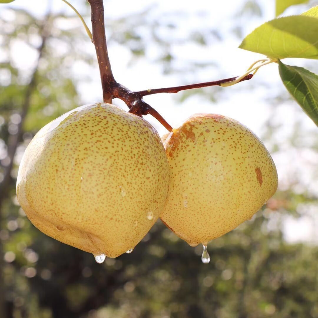 宁陵酥梨 河南商丘特产谢花酥梨贡梨石桥金顶老树秋梨白酥梨子水果当
