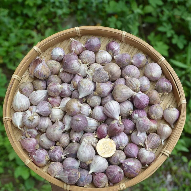 精选直发2021云南紫皮独头珍珠蒜超小迷你独蒜头干蒜农家香蒜新鲜蔬菜