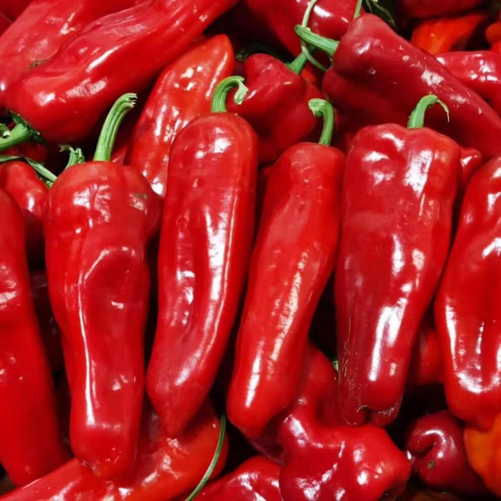 【产地直销】现摘新鲜红辣椒肉椒大红泡椒微辣菜椒牛角椒做辣椒酱