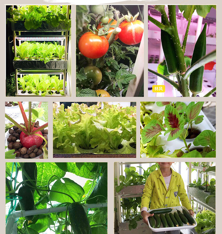 阳台无土栽培蔬菜种植机水培设备家用种菜神器室内家庭种植箱 新款两