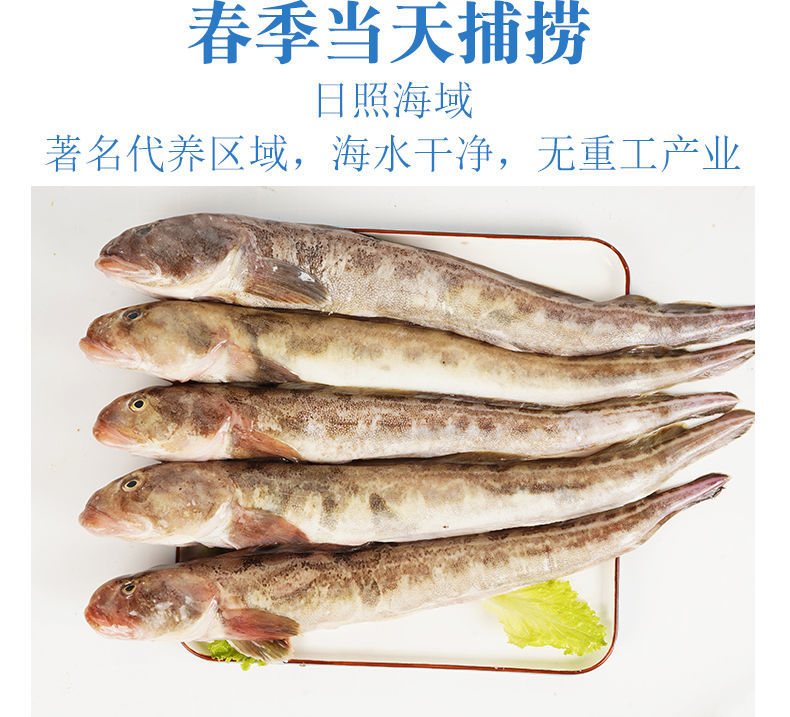 悅芳話旗艦店無刺肉多海菇魚海鮮沙光魚鮮活冷凍新鮮沙丁魚海鯰魚批發