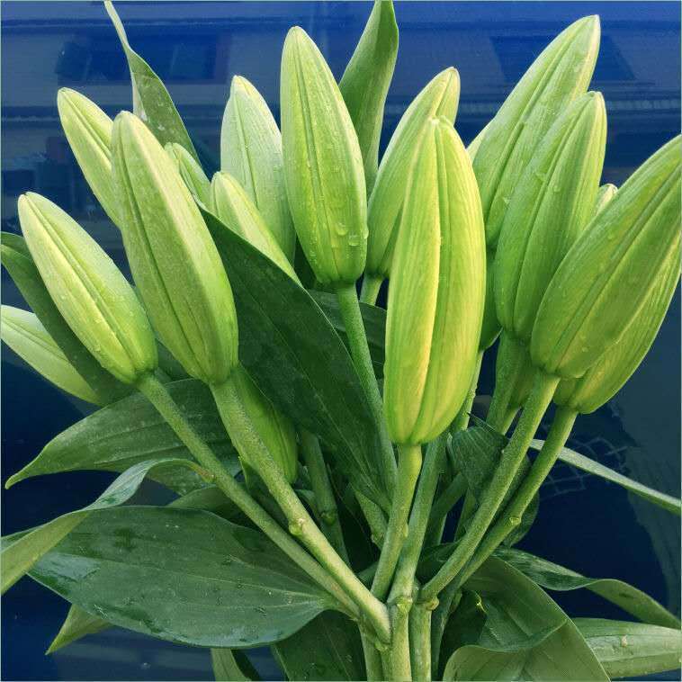 含盆适用空间:卧室开花季节:长花期类别:木本花卉品种:百合货号:ypm