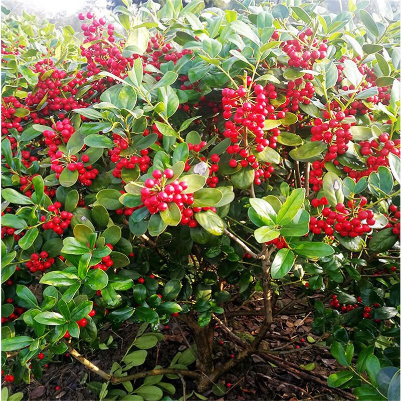 无刺枸骨树苗球盆景庭院构枸骨子吉祥果铁冬青满堂红狗骨四季常青冠幅