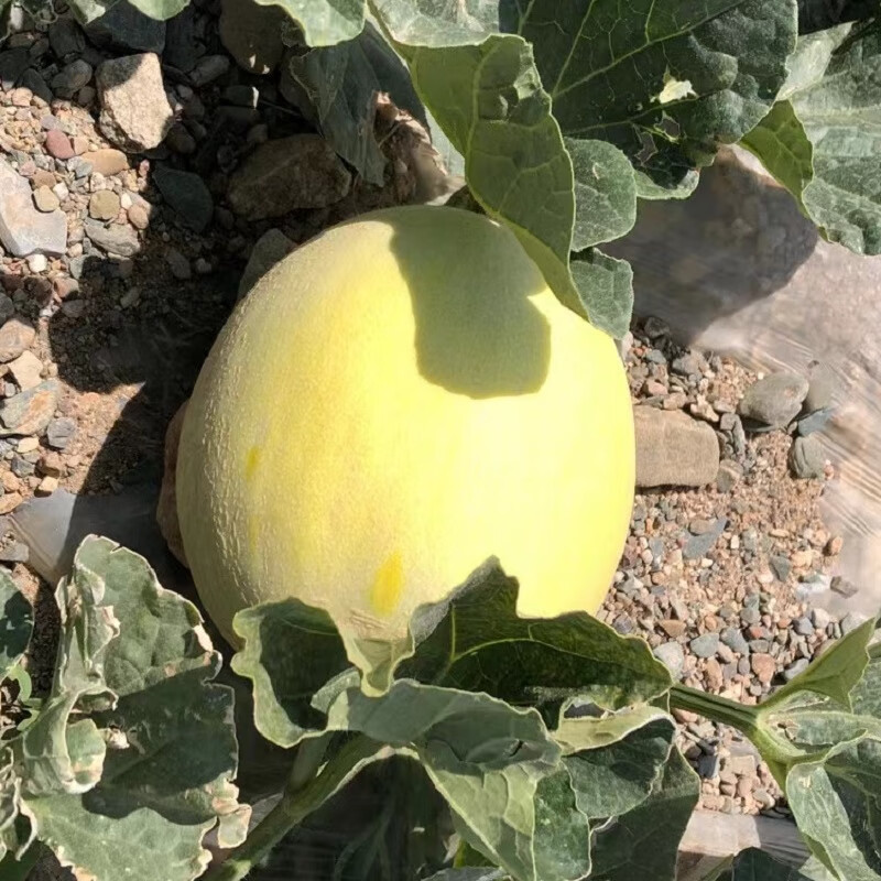 甘肃兰州白兰瓜银蒂瓜沙漠网纹蜜瓜戈壁甜瓜新鲜当季水果 10斤【图片