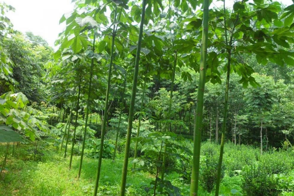 绿化苗木适合南方北方种植青桐树苗中国梧桐苗树苗青桐树 6年 90cm(含