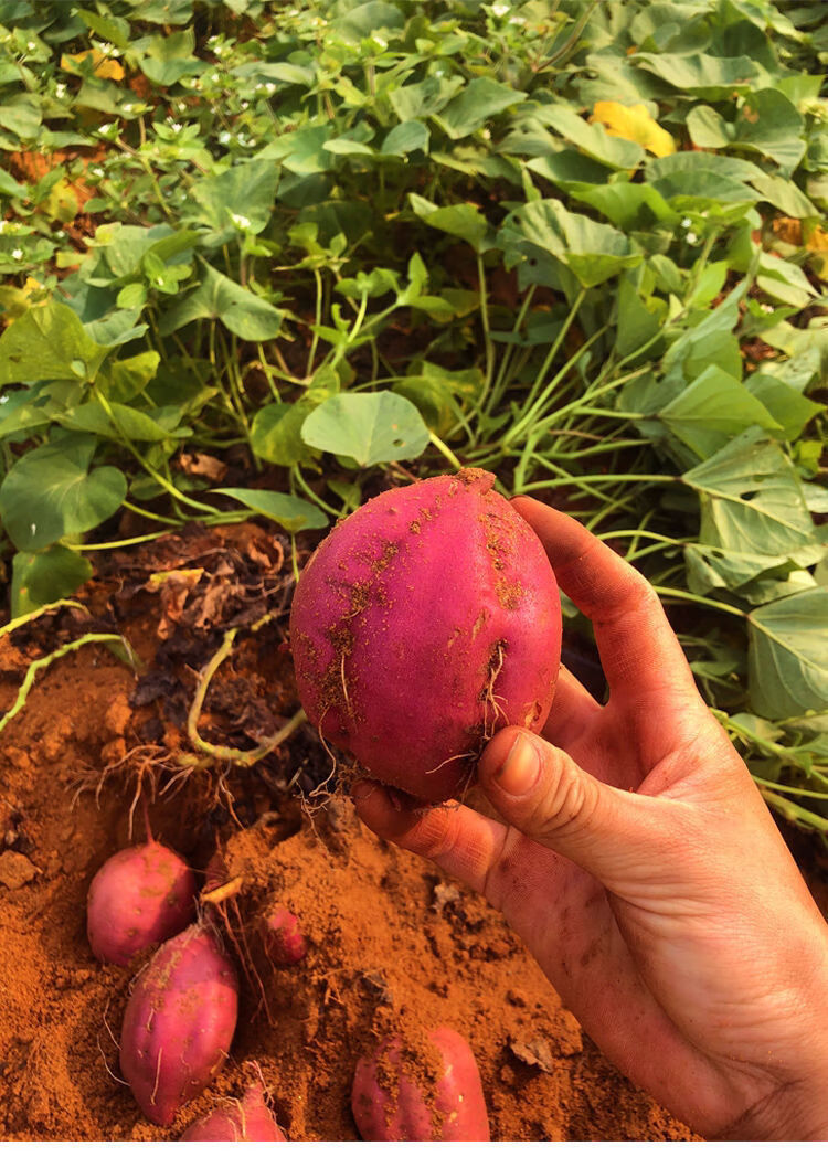 【精品】海南澄迈沙地桥头富硒地瓜新鲜红薯桥沙板栗薯2/10斤 中大薯5