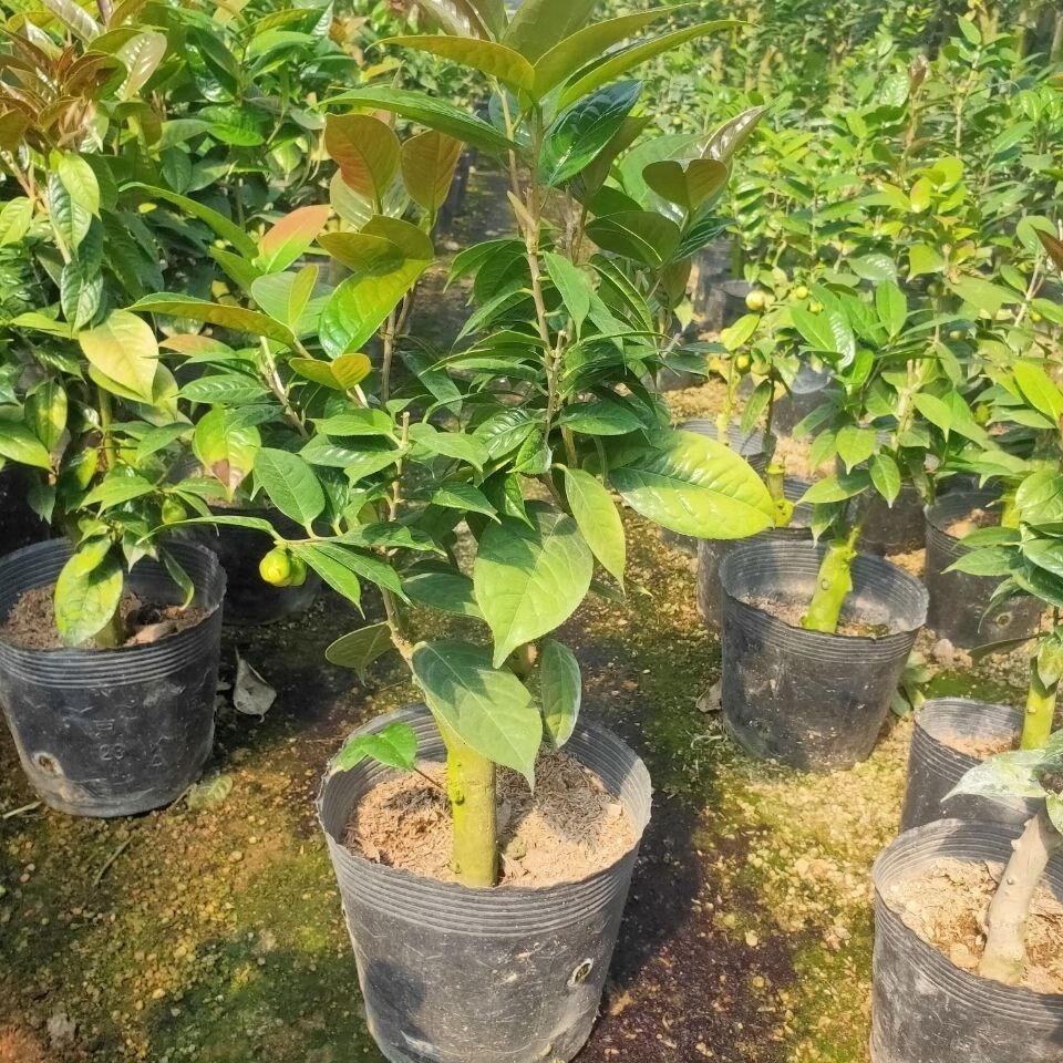 金花茶树苗珍稀名贵花卉金花茶盆栽养生花卉四季开花植物 3年金花茶苗