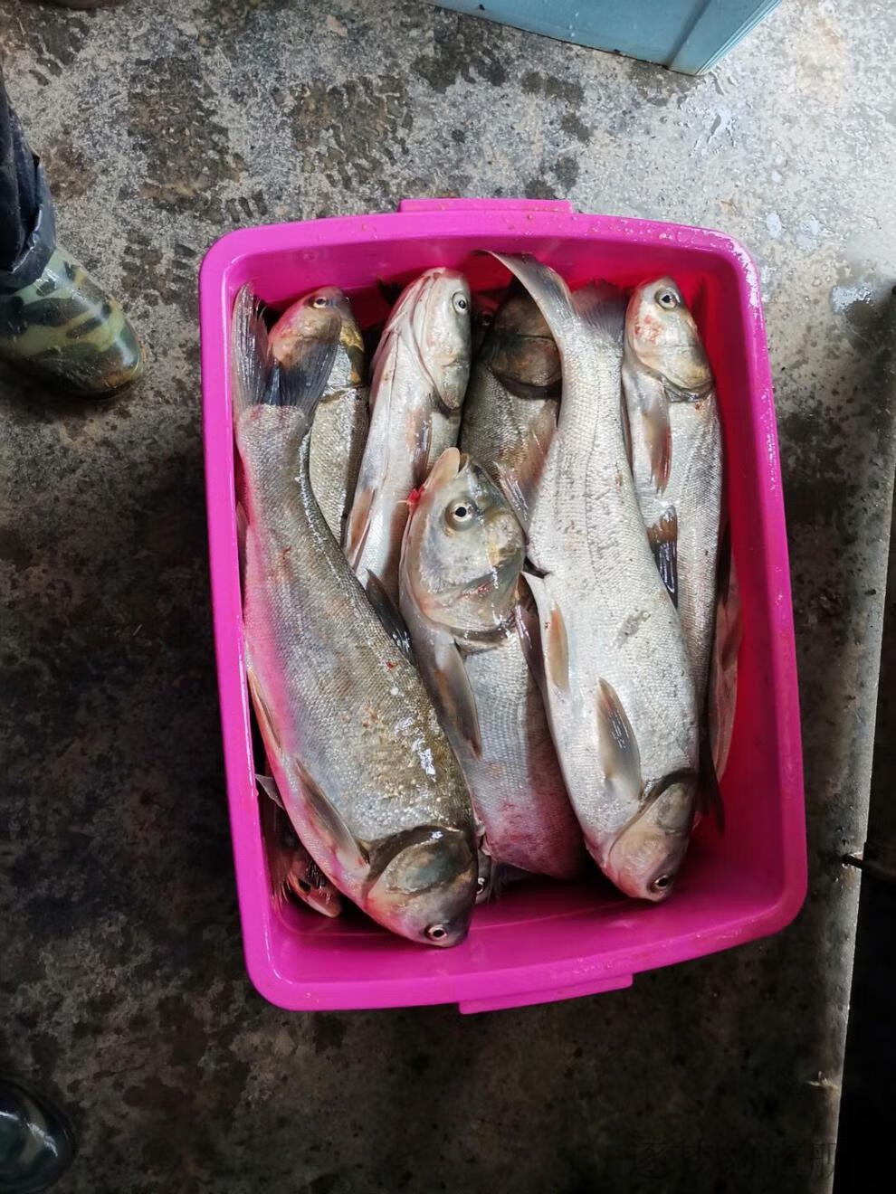 西部风邓刚旗舰方块饵料武汉白鲨鱼饵酸臭味双包装浮钓鲢鳙大头方块鱼