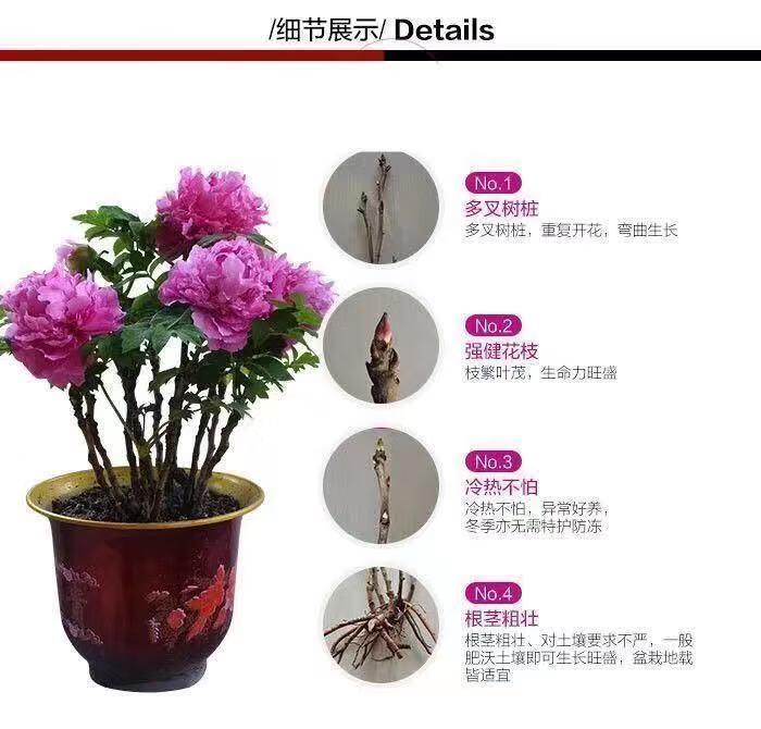牡丹花苗正宗洛阳观赏大花重瓣花卉绿植物盆栽吊兰庭院栽种植园艺牡丹