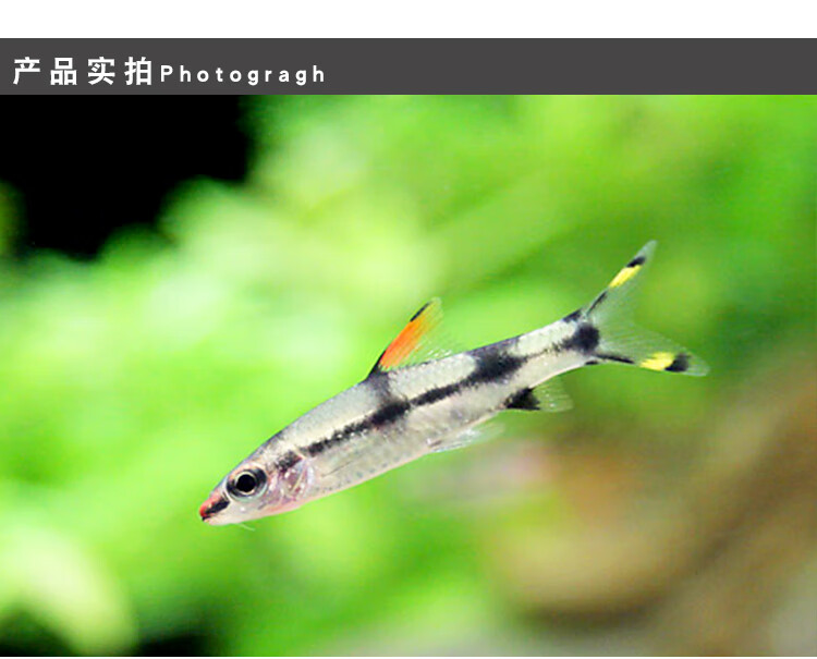 工匠头热带观赏鱼一眉道人淡水鱼草缸群游鱼好养易活水族箱宠物鱼活体