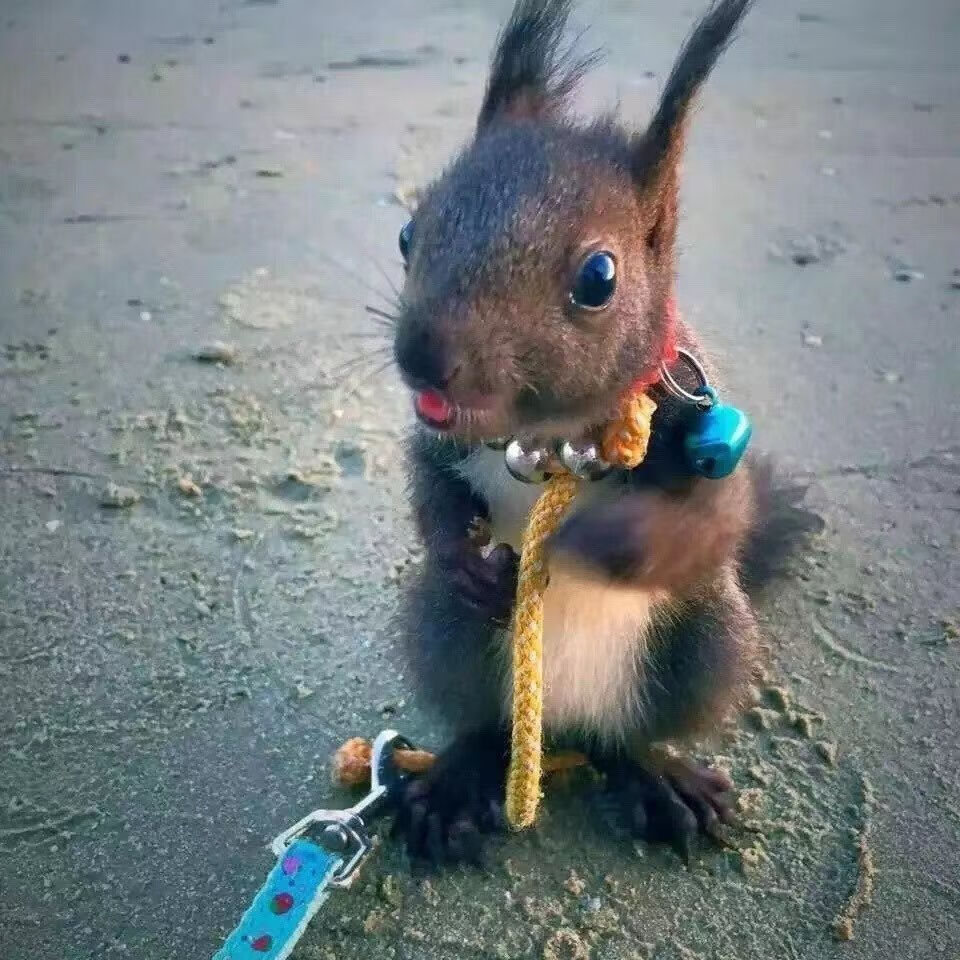 松鼠活物 异宠松鼠活体宠物小松鼠幼崽魔王松正规养殖场魔王金花黄山