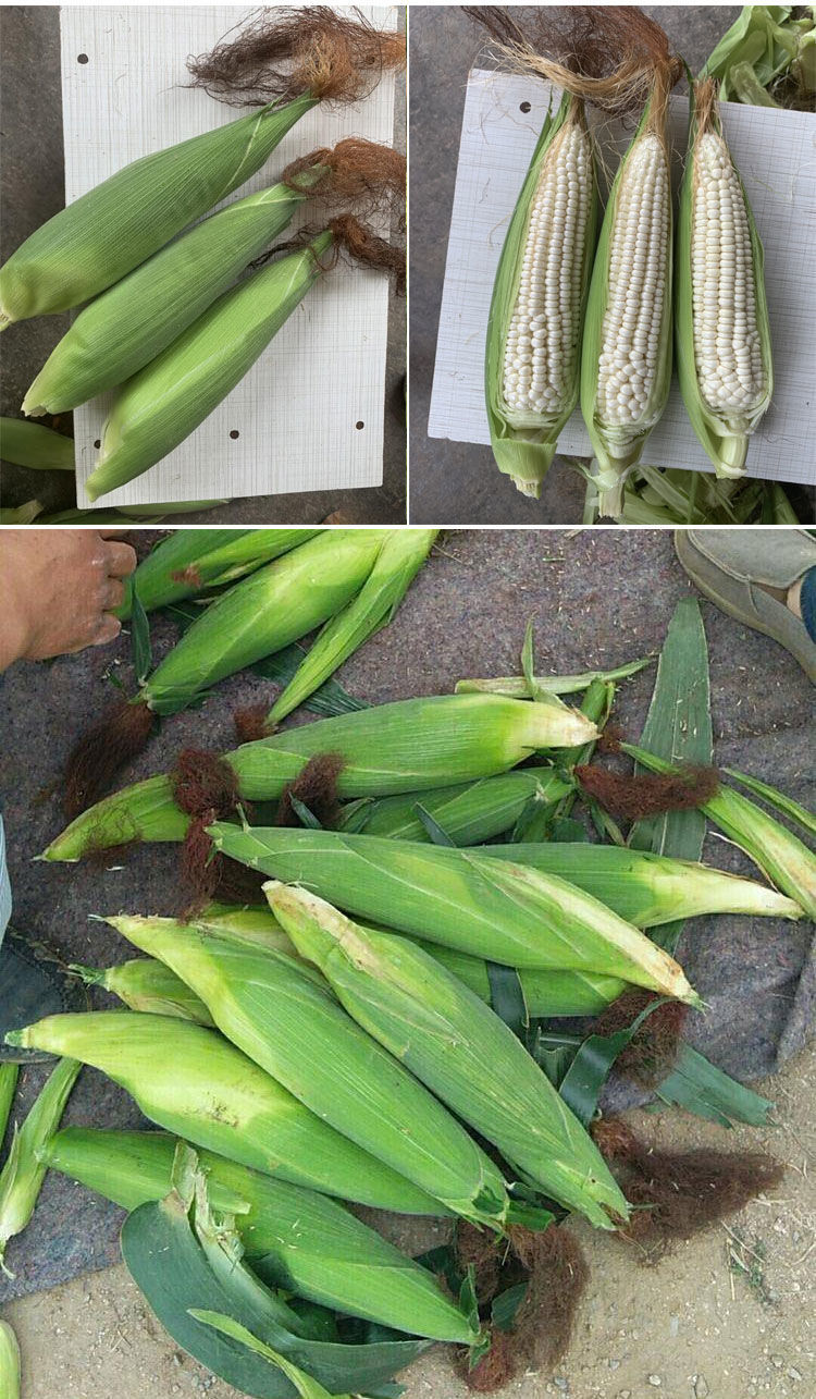 颜集卉京科糯2000玉米种子高产四季播粘玉米白彩甜糯超甜杂交大田种籽