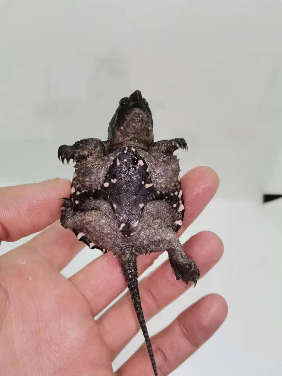 荣郁杂佛北美小鳄龟苗便宜活物乌龟爆刺凶猛宠物龟龟幼苗大的淡水 3-4