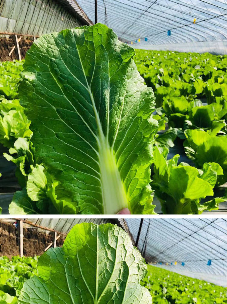 東北飯包大白菜葉子打包專用新鮮即食20葉順豐現摘發產地直銷 半斤