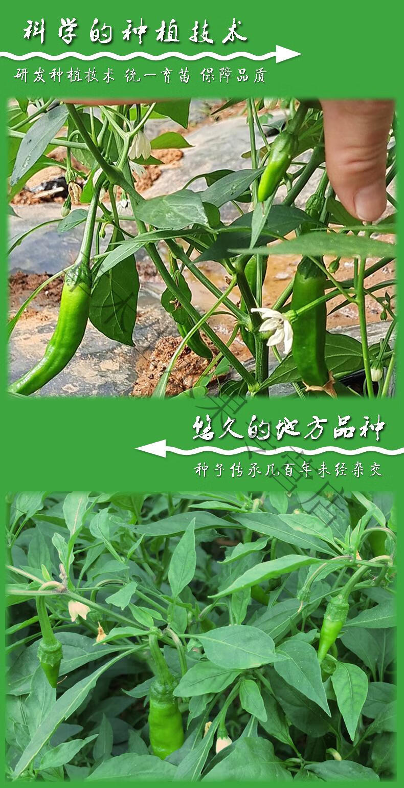 湖南本地特产新鲜现货正宗薄皮辣椒农家自种小青椒土辣椒微辣嫩 4斤
