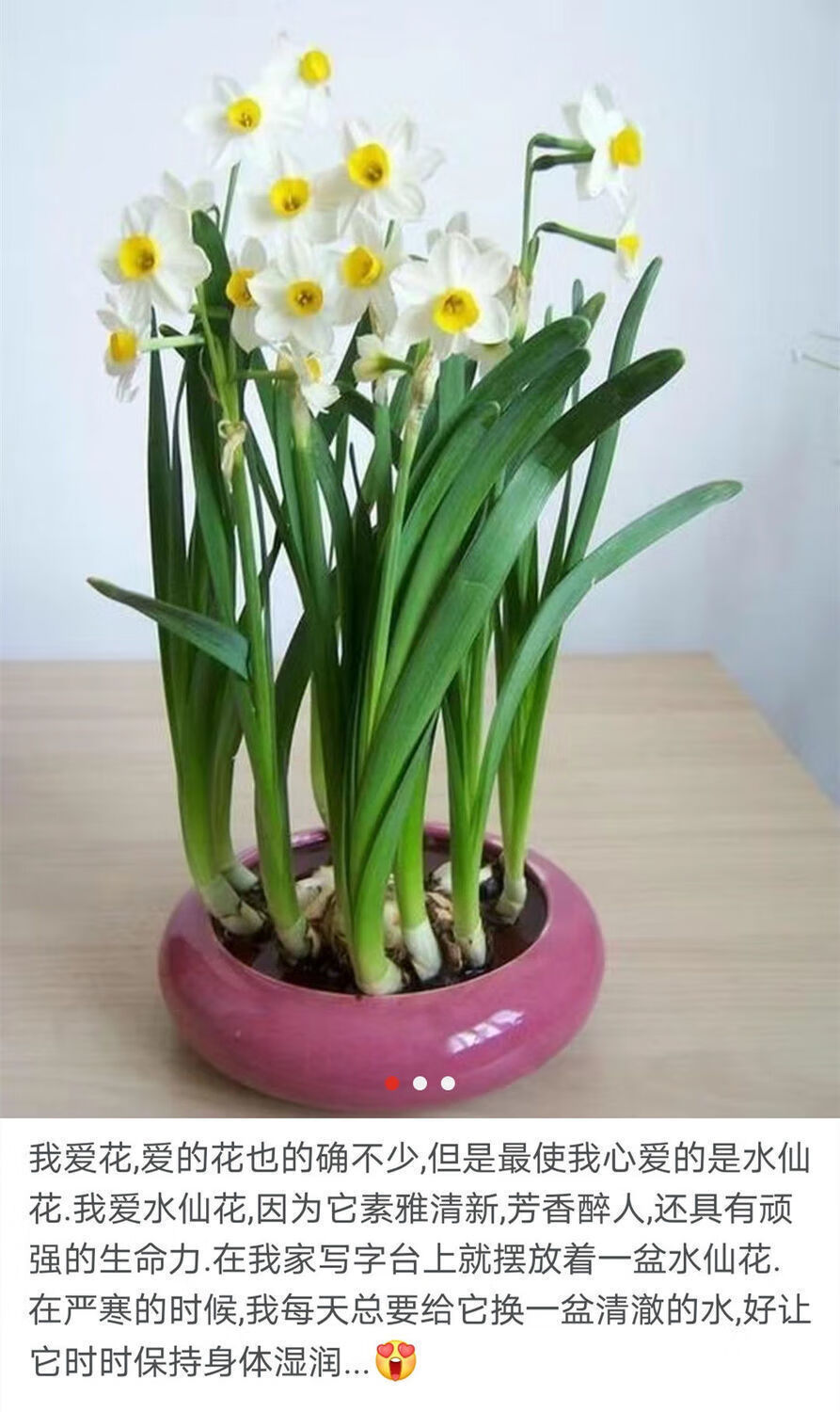 水仙花浓香水仙花种球四季耐寒易活花卉盆栽水培植物套装室内外桌面