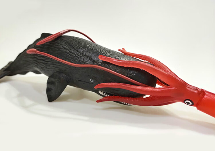 大王乌贼模型大王乌贼抹香鲸模型鱿章鱼鱿鱼八爪鱼模型巨型枪酸浆海洋