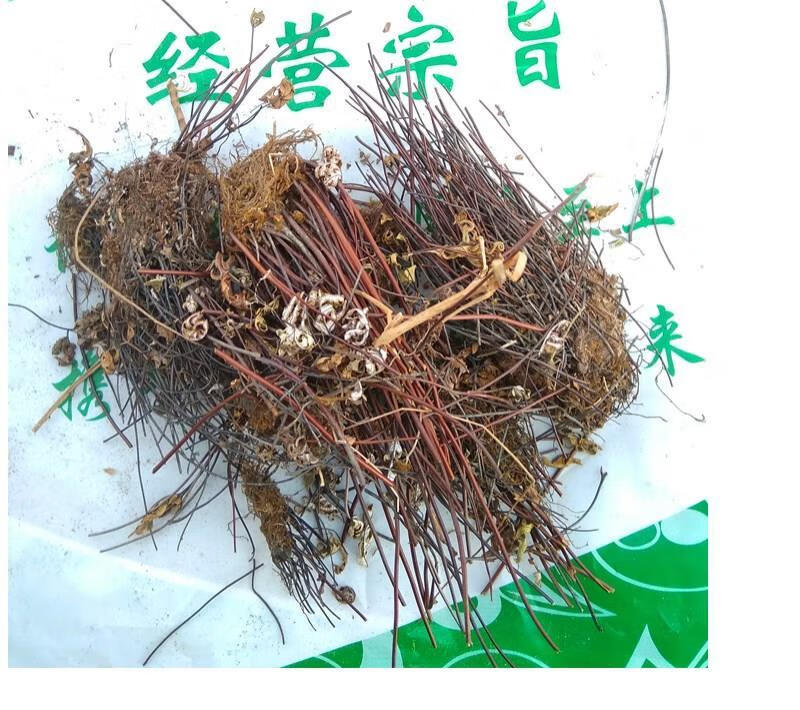 铜丝草 通经草 银背蕨 500克 500g