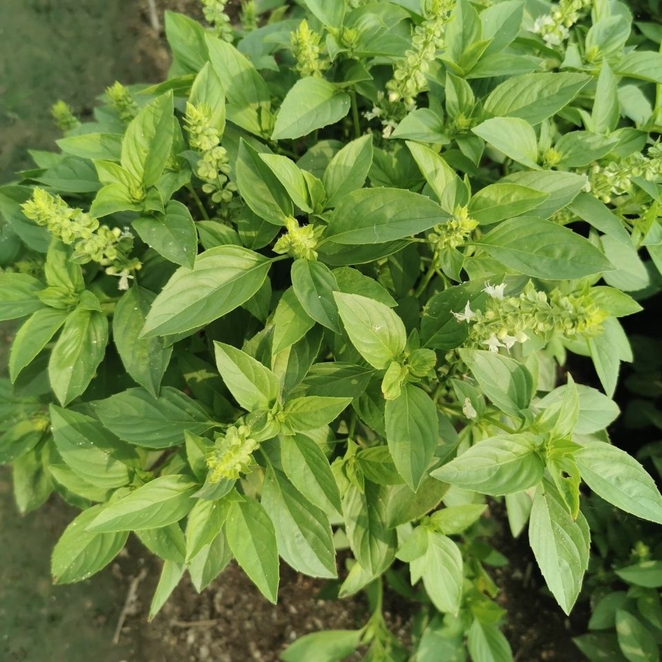 新鲜金不换 九层塔 三杯鸡 食用香菜 1斤批发厨房150克邮 150克【图片