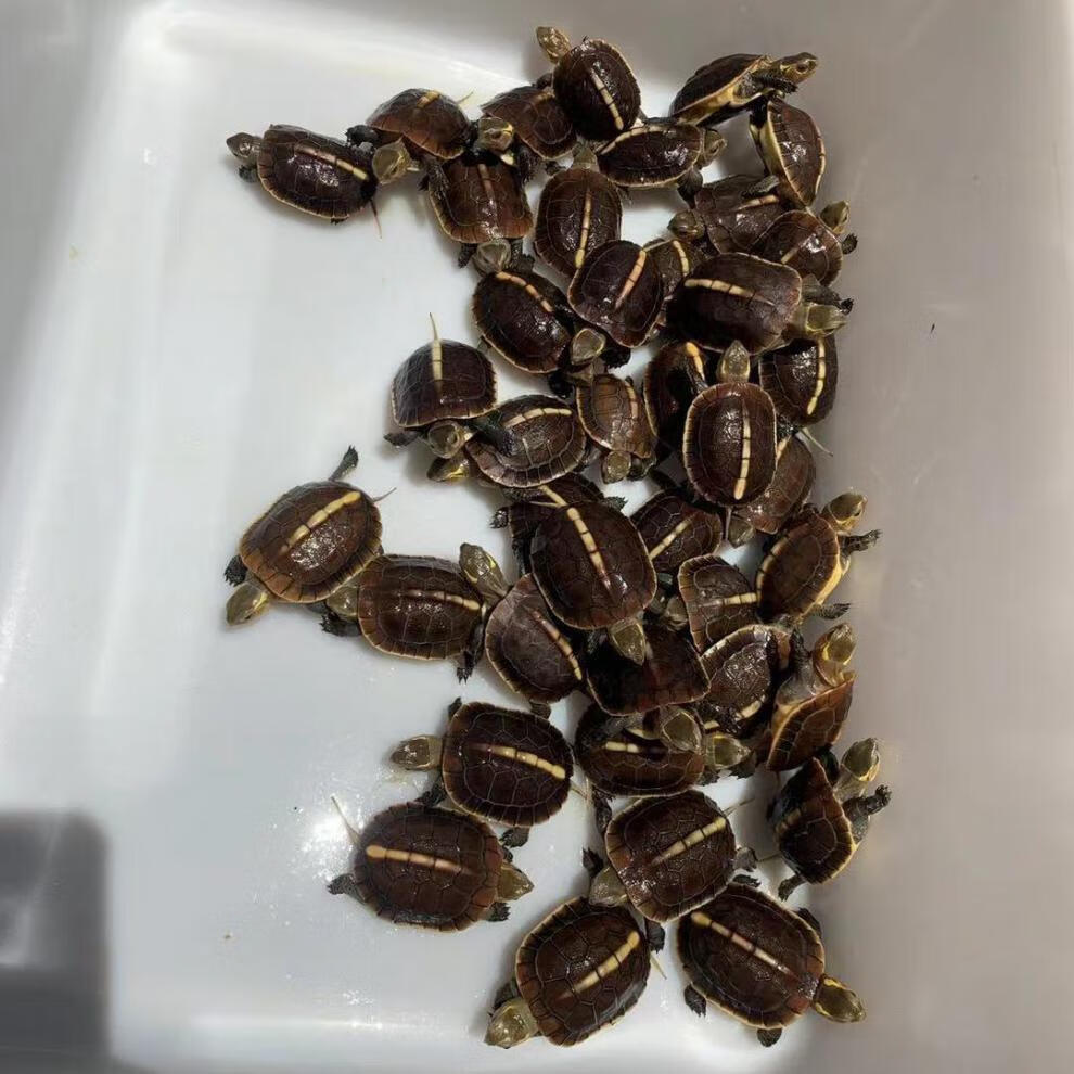 工匠头黄缘龟幼龟苗安缘龟浙江缘龟台缘龟皖南龟观赏饲料龟粮 俩只公
