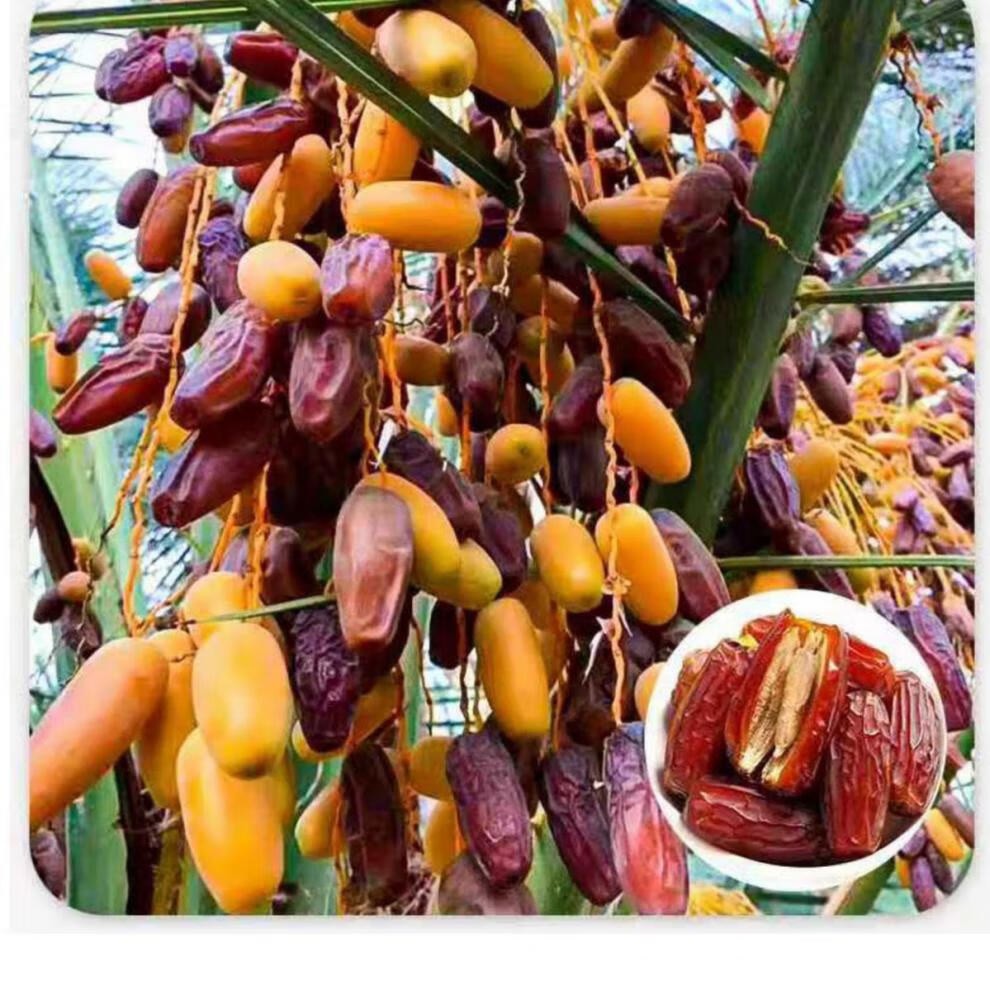 椰枣沙特阿拉伯特级伊拉克迪拜黑椰枣干新疆特产天然原生态买1斤特级1